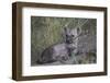 Spotted Hyena (Spotted Hyaena) (Crocuta Crocuta) Pup Playing-James Hager-Framed Photographic Print