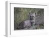 Spotted Hyena (Spotted Hyaena) (Crocuta Crocuta) Pup Playing-James Hager-Framed Photographic Print