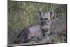 Spotted Hyena (Spotted Hyaena) (Crocuta Crocuta) Pup Playing-James Hager-Mounted Photographic Print