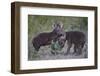 Spotted Hyena (Spotted Hyaena) (Crocuta Crocuta) Pups, Kruger National Park, South Africa, Africa-James Hager-Framed Photographic Print