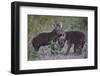 Spotted Hyena (Spotted Hyaena) (Crocuta Crocuta) Pups, Kruger National Park, South Africa, Africa-James Hager-Framed Photographic Print