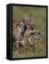 Spotted Hyena (Spotted Hyaena) (Crocuta Crocuta) with a Baby Thomson's Gazelle (Gazella Thomsonii)-James Hager-Framed Stretched Canvas