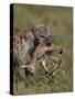 Spotted Hyena (Spotted Hyaena) (Crocuta Crocuta) with a Baby Thomson's Gazelle (Gazella Thomsonii)-James Hager-Stretched Canvas