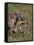 Spotted Hyena (Spotted Hyaena) (Crocuta Crocuta) with a Baby Thomson's Gazelle (Gazella Thomsonii)-James Hager-Framed Stretched Canvas