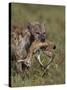 Spotted Hyena (Spotted Hyaena) (Crocuta Crocuta) with a Baby Thomson's Gazelle (Gazella Thomsonii)-James Hager-Stretched Canvas