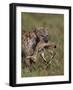 Spotted Hyena (Spotted Hyaena) (Crocuta Crocuta) with a Baby Thomson's Gazelle (Gazella Thomsonii)-James Hager-Framed Photographic Print