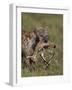 Spotted Hyena (Spotted Hyaena) (Crocuta Crocuta) with a Baby Thomson's Gazelle (Gazella Thomsonii)-James Hager-Framed Photographic Print