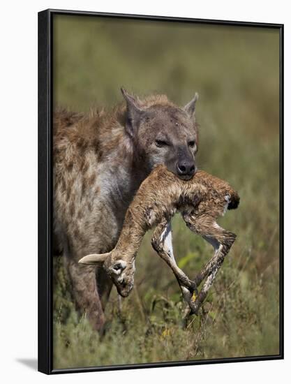 Spotted Hyena (Spotted Hyaena) (Crocuta Crocuta) with a Baby Thomson's Gazelle (Gazella Thomsonii)-James Hager-Framed Photographic Print