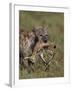 Spotted Hyena (Spotted Hyaena) (Crocuta Crocuta) with a Baby Thomson's Gazelle (Gazella Thomsonii)-James Hager-Framed Photographic Print