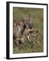 Spotted Hyena (Spotted Hyaena) (Crocuta Crocuta) with a Baby Thomson's Gazelle (Gazella Thomsonii)-James Hager-Framed Photographic Print