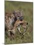 Spotted Hyena (Spotted Hyaena) (Crocuta Crocuta) with a Baby Thomson's Gazelle (Gazella Thomsonii)-James Hager-Mounted Photographic Print