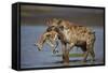 Spotted Hyena (Spotted Hyaena) (Crocuta Crocuta) with a Baby Thomson's Gazelle (Gazella Thomsonii)-James Hager-Framed Stretched Canvas