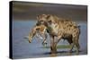 Spotted Hyena (Spotted Hyaena) (Crocuta Crocuta) with a Baby Thomson's Gazelle (Gazella Thomsonii)-James Hager-Stretched Canvas