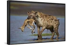 Spotted Hyena (Spotted Hyaena) (Crocuta Crocuta) with a Baby Thomson's Gazelle (Gazella Thomsonii)-James Hager-Framed Photographic Print