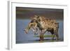 Spotted Hyena (Spotted Hyaena) (Crocuta Crocuta) with a Baby Thomson's Gazelle (Gazella Thomsonii)-James Hager-Framed Photographic Print