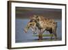 Spotted Hyena (Spotted Hyaena) (Crocuta Crocuta) with a Baby Thomson's Gazelle (Gazella Thomsonii)-James Hager-Framed Photographic Print