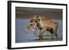 Spotted Hyena (Spotted Hyaena) (Crocuta Crocuta) with a Baby Thomson's Gazelle (Gazella Thomsonii)-James Hager-Framed Photographic Print