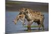 Spotted Hyena (Spotted Hyaena) (Crocuta Crocuta) with a Baby Thomson's Gazelle (Gazella Thomsonii)-James Hager-Mounted Photographic Print