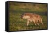 Spotted Hyena (Spotted Hyaena) (Crocuta Crocuta)-James Hager-Framed Stretched Canvas