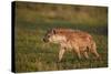 Spotted Hyena (Spotted Hyaena) (Crocuta Crocuta)-James Hager-Stretched Canvas