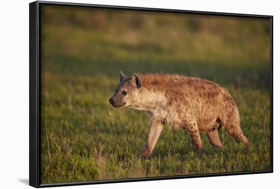 Spotted Hyena (Spotted Hyaena) (Crocuta Crocuta)-James Hager-Framed Photographic Print