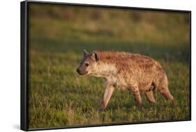 Spotted Hyena (Spotted Hyaena) (Crocuta Crocuta)-James Hager-Framed Photographic Print