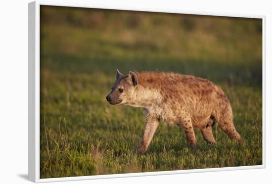 Spotted Hyena (Spotted Hyaena) (Crocuta Crocuta)-James Hager-Framed Photographic Print