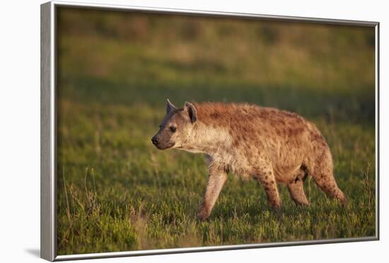 Spotted Hyena (Spotted Hyaena) (Crocuta Crocuta)-James Hager-Framed Photographic Print