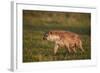 Spotted Hyena (Spotted Hyaena) (Crocuta Crocuta)-James Hager-Framed Photographic Print