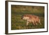 Spotted Hyena (Spotted Hyaena) (Crocuta Crocuta)-James Hager-Framed Photographic Print