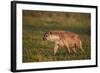 Spotted Hyena (Spotted Hyaena) (Crocuta Crocuta)-James Hager-Framed Photographic Print