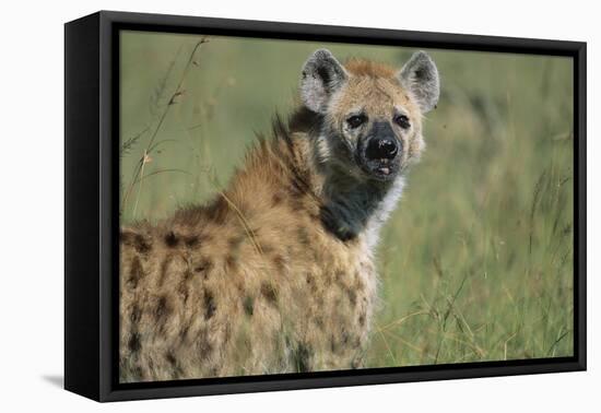 Spotted Hyena Standing in Grass-Paul Souders-Framed Stretched Canvas