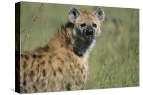 Spotted Hyena Standing in Grass-Paul Souders-Stretched Canvas