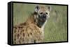 Spotted Hyena Standing in Grass-Paul Souders-Framed Stretched Canvas