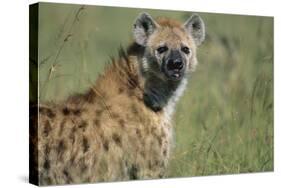 Spotted Hyena Standing in Grass-Paul Souders-Stretched Canvas