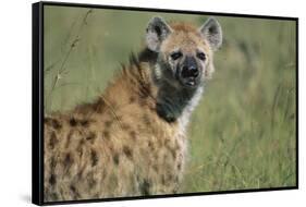 Spotted Hyena Standing in Grass-Paul Souders-Framed Stretched Canvas