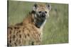 Spotted Hyena Standing in Grass-Paul Souders-Stretched Canvas