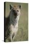 Spotted Hyena Standing in Grass-Paul Souders-Stretched Canvas