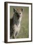 Spotted Hyena Standing in Grass-Paul Souders-Framed Premium Photographic Print