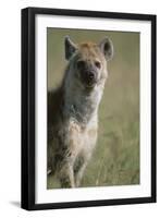 Spotted Hyena Standing in Grass-Paul Souders-Framed Premium Photographic Print