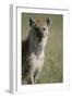 Spotted Hyena Standing in Grass-Paul Souders-Framed Premium Photographic Print