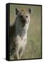 Spotted Hyena Standing in Grass-Paul Souders-Framed Stretched Canvas