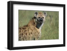 Spotted Hyena Standing in Grass-Paul Souders-Framed Premium Photographic Print