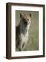 Spotted Hyena Standing in Grass-Paul Souders-Framed Photographic Print