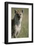 Spotted Hyena Standing in Grass-Paul Souders-Framed Photographic Print