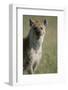 Spotted Hyena Standing in Grass-Paul Souders-Framed Photographic Print