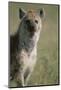 Spotted Hyena Standing in Grass-Paul Souders-Mounted Photographic Print