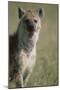 Spotted Hyena Standing in Grass-Paul Souders-Mounted Photographic Print