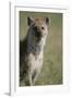 Spotted Hyena Standing in Grass-Paul Souders-Framed Photographic Print