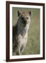 Spotted Hyena Standing in Grass-Paul Souders-Framed Photographic Print